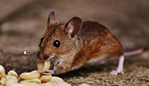 24 Hour & Emergency Exterminators in Staunton, VA